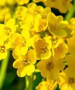 Basket of Gold Flower Seeds - 100 Heirloom Alyssum Saxatile - Bright Yellow Perennial Blooms for Outdoor Gardens - Image 4