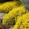 Basket of Gold Flower Seeds - 100 Heirloom Alyssum Saxatile - Bright Yellow Perennial Blooms for Outdoor Gardens - Image 1
