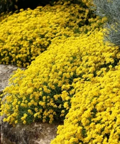 Basket of Gold Flower Seeds - 100 Heirloom Alyssum Saxatile - Bright Yellow Perennial Blooms for Outdoor Gardens - Image 1