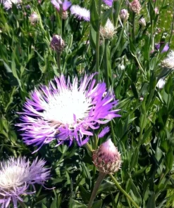 Basketflower Seeds 100 Count - Heirloom Centaurea americana for Gardens & Cut Flowers - Image 3