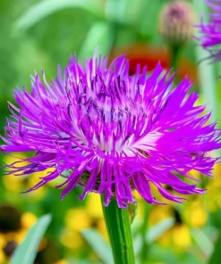 Basketflower Seeds 100 Count - Heirloom Centaurea americana for Gardens & Cut Flowers - Image 4