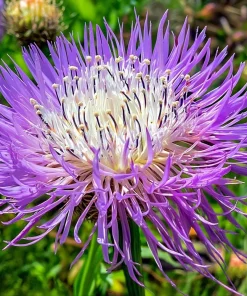 Basketflower Seeds 100 Count - Heirloom Centaurea americana for Gardens & Cut Flowers - Image 1