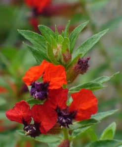 Bat-Faced Cuphea Live Plant (Cuphea llavea) - 2 Pack, 5-9" Tall - Red & Purple Flowers, Attracts Hummingbirds - Image 2