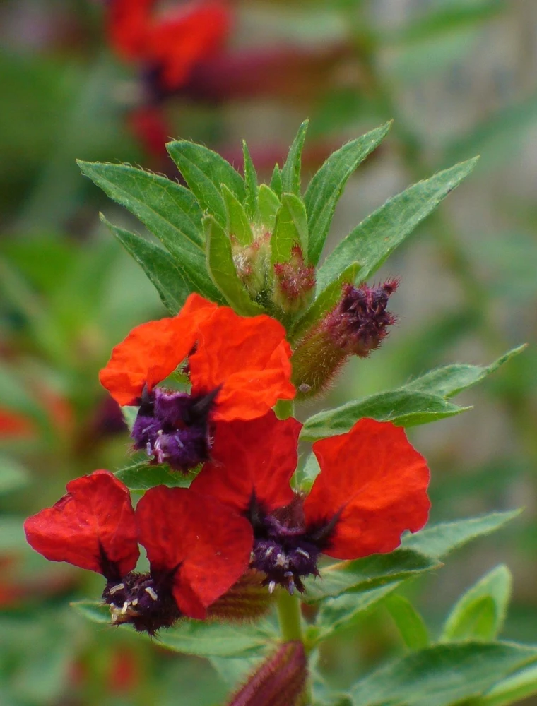 Bat-Faced Cuphea Live Plant (Cuphea llavea) - 2 Pack, 5-9" Tall - Red & Purple Flowers, Attracts Hummingbirds - Image 2