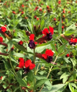 Bat-Faced Cuphea Live Plant (Cuphea llavea) - 2 Pack, 5-9