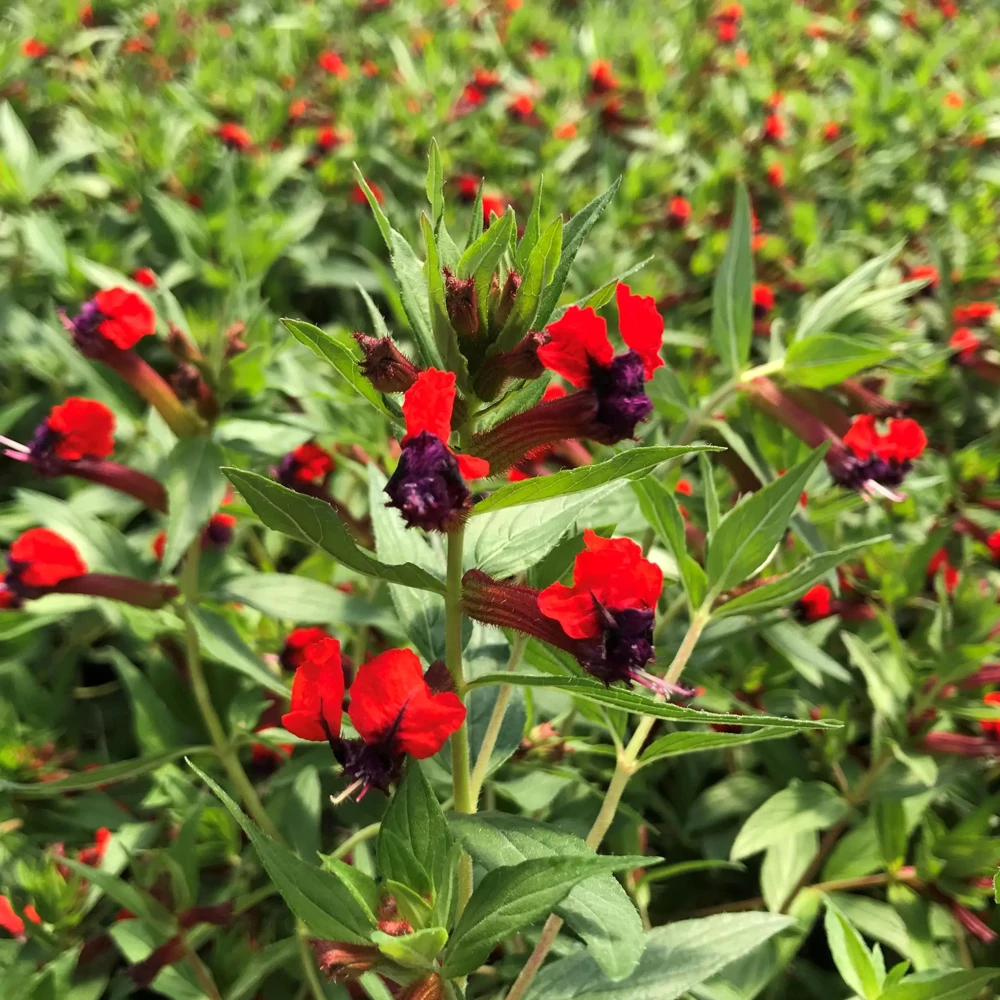 Bat-Faced Cuphea Live Plant (Cuphea llavea) - 2 Pack, 5-9" Tall - Red & Purple Flowers, Attracts Hummingbirds - Image 3