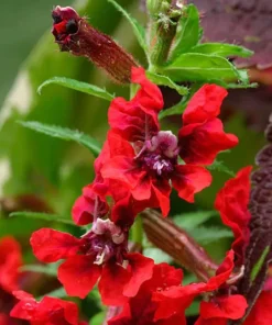 Bat-Faced Cuphea Live Plant (Cuphea llavea) - 2 Pack, 5-9