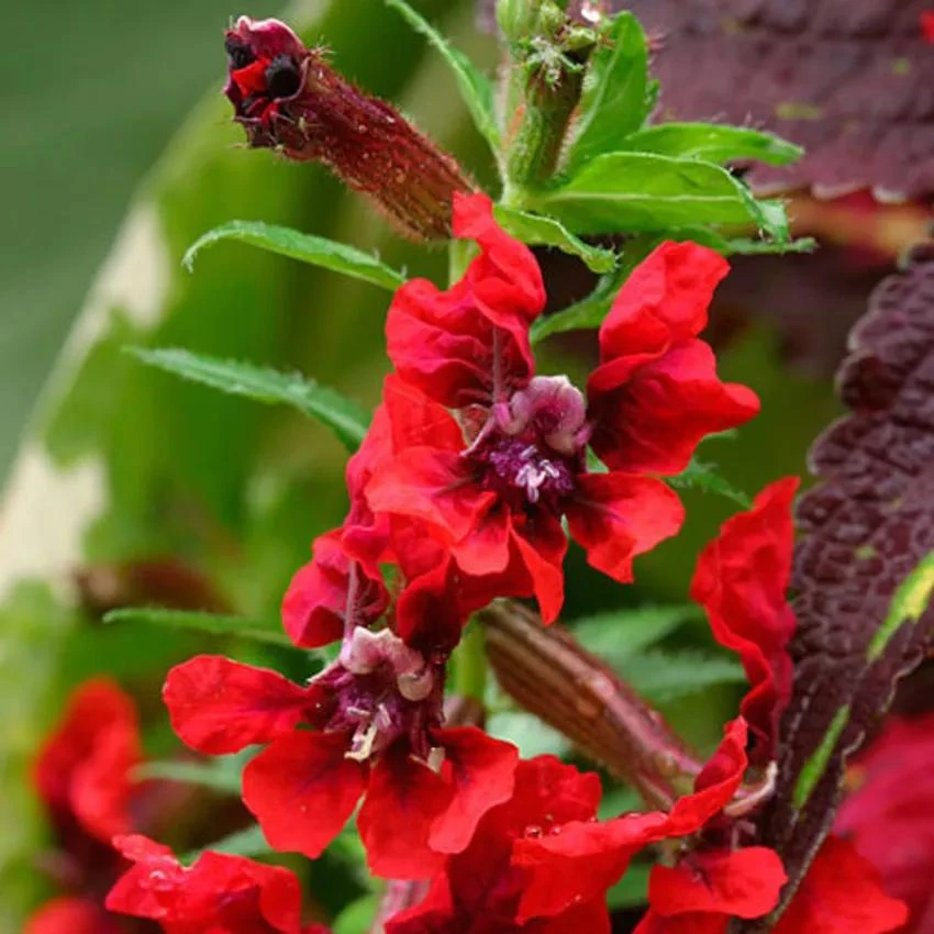Bat-Faced Cuphea Live Plant (Cuphea llavea) - 2 Pack, 5-9" Tall - Red & Purple Flowers, Attracts Hummingbirds - Image 4