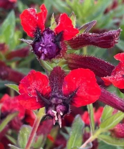 Bat-Faced Cuphea Live Plant (Cuphea llavea) - 2 Pack, 5-9