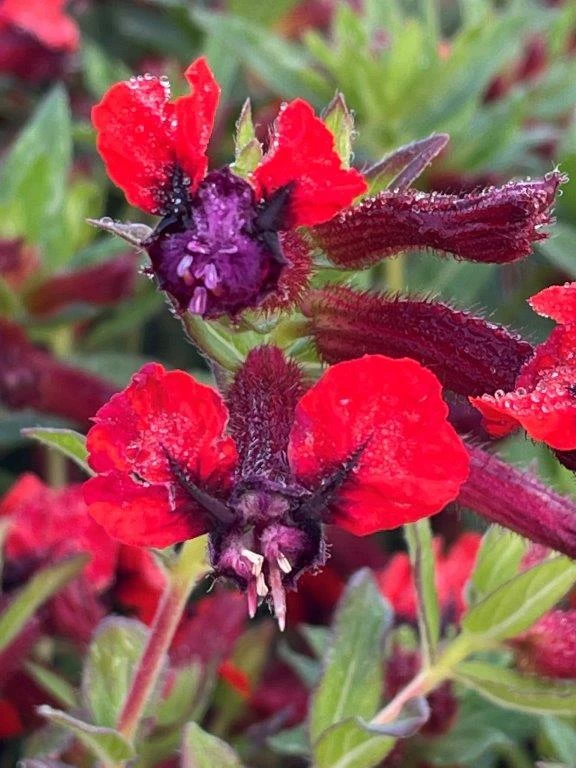 Bat-Faced Cuphea Live Plant (Cuphea llavea) - 2 Pack, 5-9" Tall - Red & Purple Flowers, Attracts Hummingbirds - Image 5