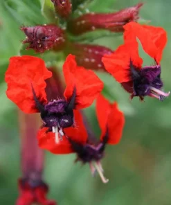 Bat-Faced Cuphea Live Plant (Cuphea llavea) - 2 Pack, 5-9