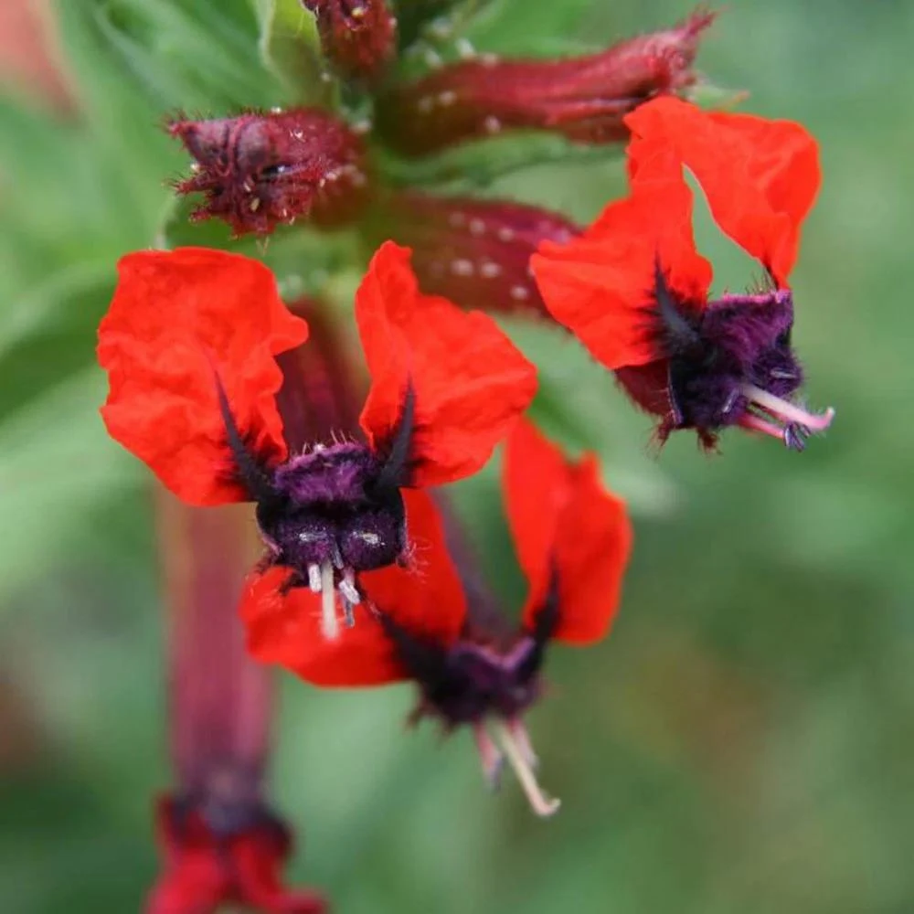 Bat-Faced Cuphea Live Plant (Cuphea llavea) - 2 Pack, 5-9" Tall - Red & Purple Flowers, Attracts Hummingbirds - Image 6