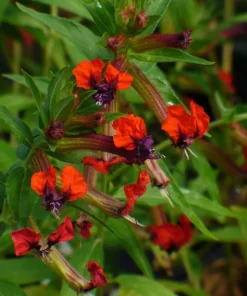 Bat-Faced Cuphea Live Plant (Cuphea llavea) - 2 Pack, 5-9
