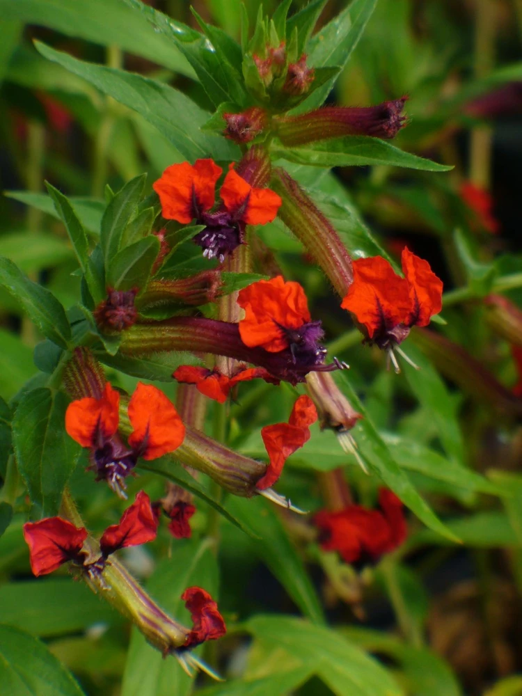 Bat-Faced Cuphea Live Plant (Cuphea llavea) - 2 Pack, 5-9" Tall - Red & Purple Flowers, Attracts Hummingbirds - Image 7