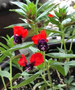 Bat-Faced Cuphea Live Plant (Cuphea llavea) - 2 Pack, 5-9