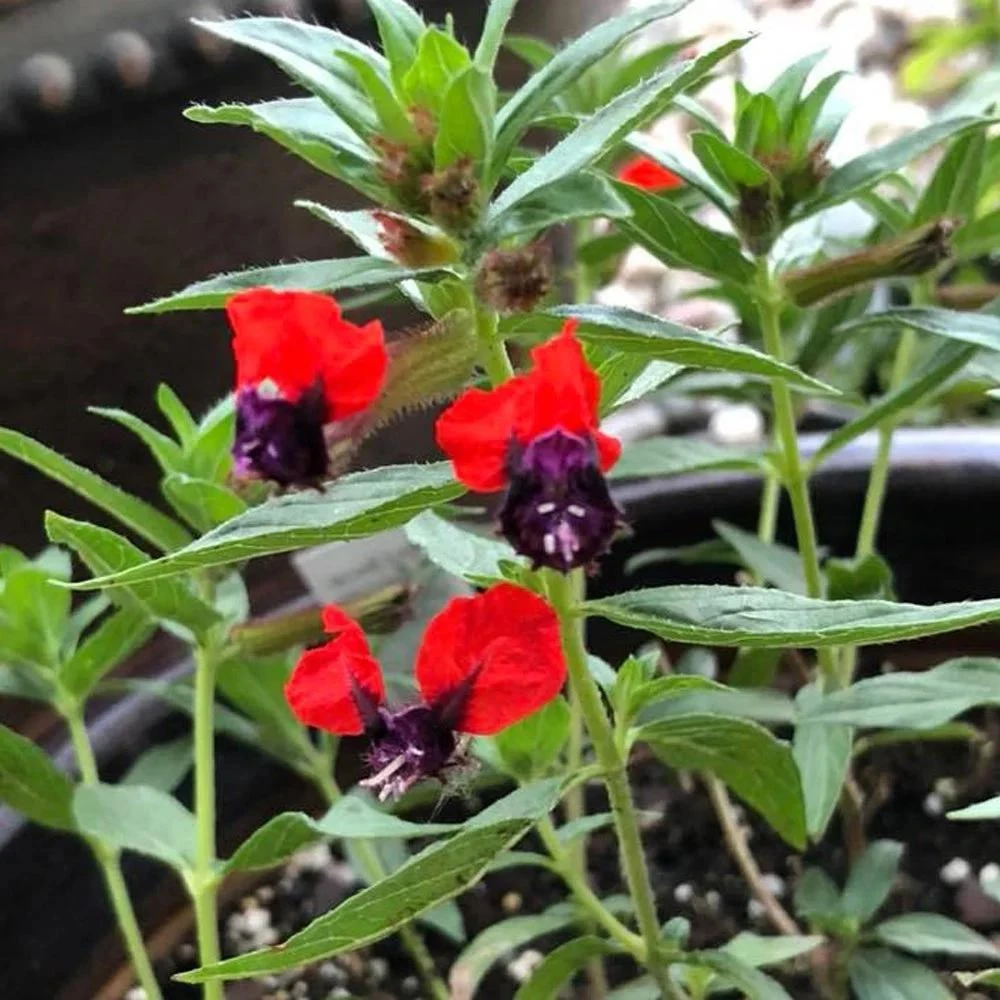 Bat-Faced Cuphea Live Plant (Cuphea llavea) - 2 Pack, 5-9" Tall - Red & Purple Flowers, Attracts Hummingbirds - Image 8