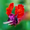 Bat-Faced Cuphea Live Plant (Cuphea llavea) - 2 Pack, 5-9" Tall - Red & Purple Flowers, Attracts Hummingbirds - Image 1