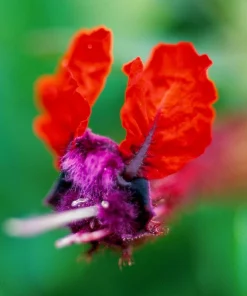 Bat-Faced Cuphea Live Plant (Cuphea llavea) - 2 Pack, 5-9" Tall - Red & Purple Flowers, Attracts Hummingbirds - Image 1