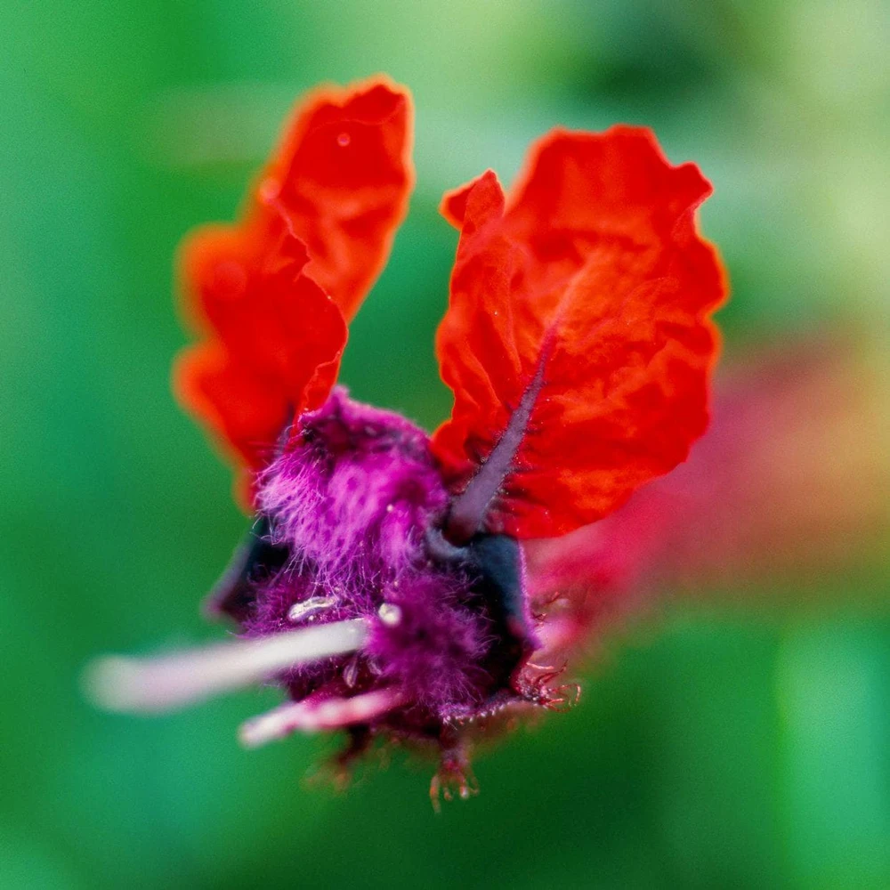 Bat-Faced Cuphea Live Plant (Cuphea llavea) - 2 Pack, 5-9" Tall - Red & Purple Flowers, Attracts Hummingbirds - Image 1