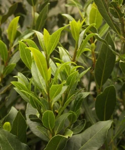 Bay Laurel Live Plant, Sweet Bay Leaf Tree for Outdoor Garden, 4-6 Inch Tall - Image 2