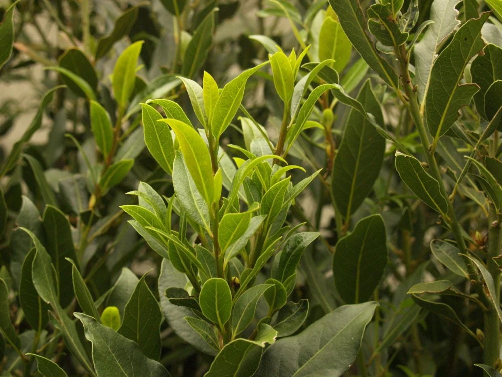Bay Laurel Live Plant, Sweet Bay Leaf Tree for Outdoor Garden, 4-6 Inch Tall - Image 2