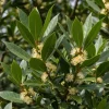 Bay Laurel Live Plant, Sweet Bay Leaf Tree for Outdoor Garden, 4-6 Inch Tall - Image 1