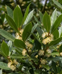 Bay Laurel Live Plant, Sweet Bay Leaf Tree for Outdoor Garden, 4-6 Inch Tall - Image 1