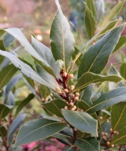 Bay Laurel Live Plant, Sweet Bay Leaf Tree for Outdoor Garden, 4-6 Inch Tall - Image 3