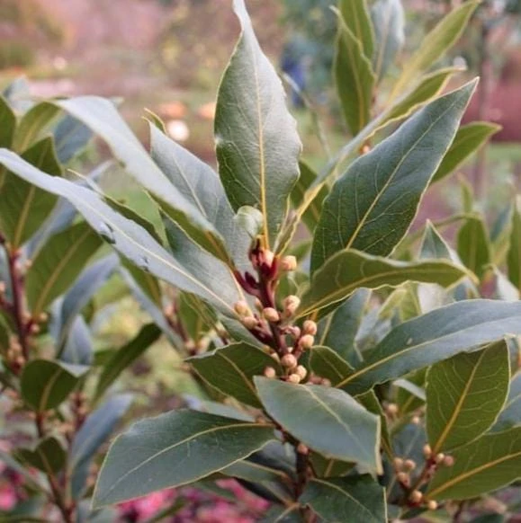 Bay Laurel Live Plant, Sweet Bay Leaf Tree for Outdoor Garden, 4-6 Inch Tall - Image 3