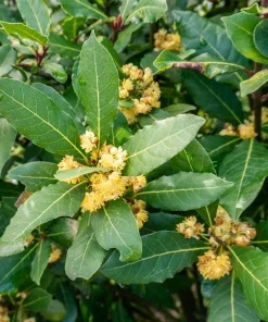 Bay Laurel Live Plant, Sweet Bay Leaf Tree for Outdoor Garden, 4-6 Inch Tall - Image 4