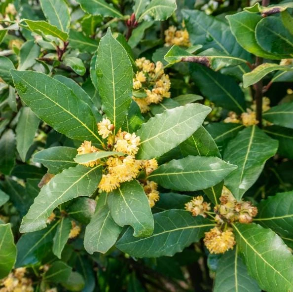 Bay Laurel Live Plant, Sweet Bay Leaf Tree for Outdoor Garden, 4-6 Inch Tall - Image 4