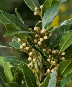 Bay Laurel Live Plant, Sweet Bay Leaf Tree for Outdoor Garden, 4-6 Inch Tall - Image 6