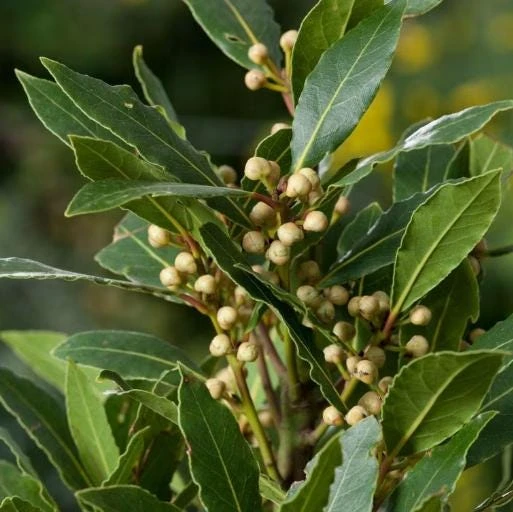 Bay Laurel Live Plant, Sweet Bay Leaf Tree for Outdoor Garden, 4-6 Inch Tall - Image 6