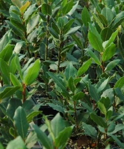 Bay Laurel Live Plant, Sweet Bay Leaf Tree for Outdoor Garden, 4-6 Inch Tall - Image 7