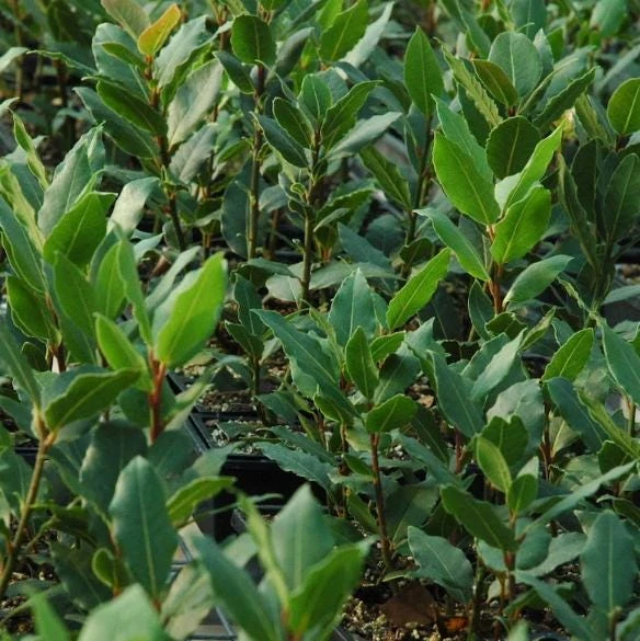 Bay Laurel Live Plant, Sweet Bay Leaf Tree for Outdoor Garden, 4-6 Inch Tall - Image 7