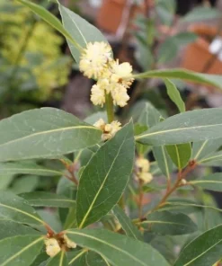 Bay Laurel Tree Live Plant - Laurus nobilis Evergreen Shrub - Sweet Bay Starter Plant - Image 2
