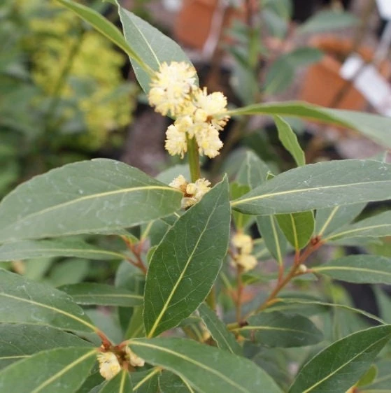 Bay Laurel Tree Live Plant - Laurus nobilis Evergreen Shrub - Sweet Bay Starter Plant - Image 2