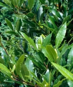 Bay Laurel Tree Live Plant - Laurus nobilis Evergreen Shrub - Sweet Bay Starter Plant - Image 3