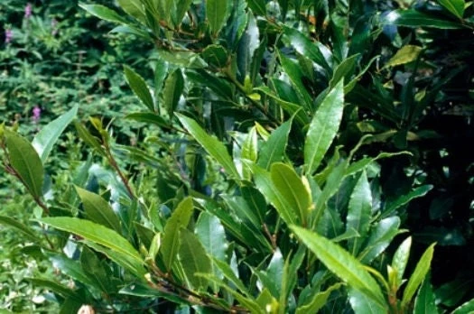 Bay Laurel Tree Live Plant - Laurus nobilis Evergreen Shrub - Sweet Bay Starter Plant - Image 3