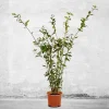 Bay Laurel Tree Live Plant - Laurus nobilis Evergreen Shrub - Sweet Bay Starter Plant - Image 1