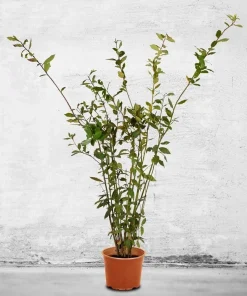 Bay Laurel Tree Live Plant - Laurus nobilis Evergreen Shrub - Sweet Bay Starter Plant - Image 1