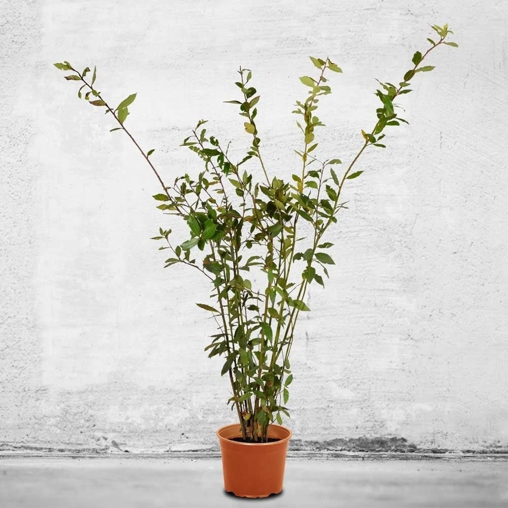 Bay Laurel Tree Live Plant - Laurus nobilis Evergreen Shrub - Sweet Bay Starter Plant - Image 1