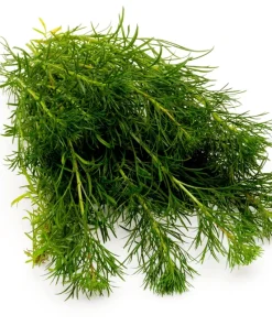 Beach Wormwood Seeds - Artemisia Campestris Caudata - 500 Seeds - Outdoor Herb Flower - Image 11