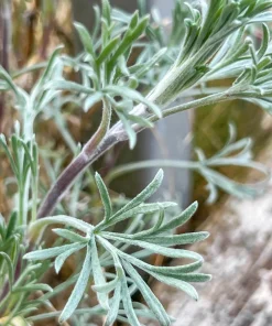 Beach Wormwood Seeds - Artemisia Campestris Caudata - 500 Seeds - Outdoor Herb Flower - Image 5