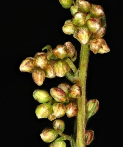 Beach Wormwood Seeds - Artemisia Campestris Caudata - 500 Seeds - Outdoor Herb Flower - Image 6