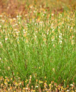 Beach Wormwood Seeds - Artemisia Campestris Caudata - 500 Seeds - Outdoor Herb Flower - Image 8