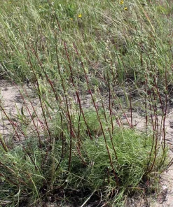 Beach Wormwood Seeds - Artemisia Campestris Caudata - 500 Seeds - Outdoor Herb Flower - Image 1