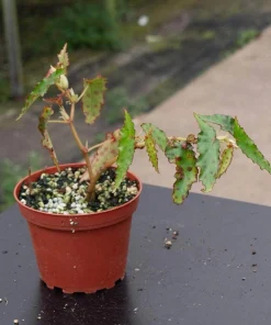 Begonia amphioxus Live Plant, Rare Polka Dot Begonia Tropical Houseplant - Image 3