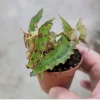 Begonia amphioxus Live Plant - Rare Polka Dot Begonia Indoor Houseplant - Image 1