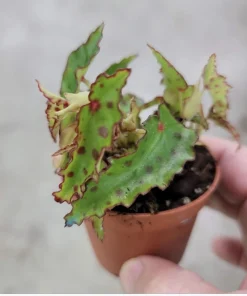 Begonia amphioxus Live Plant - Rare Polka Dot Begonia Indoor Houseplant - Image 1